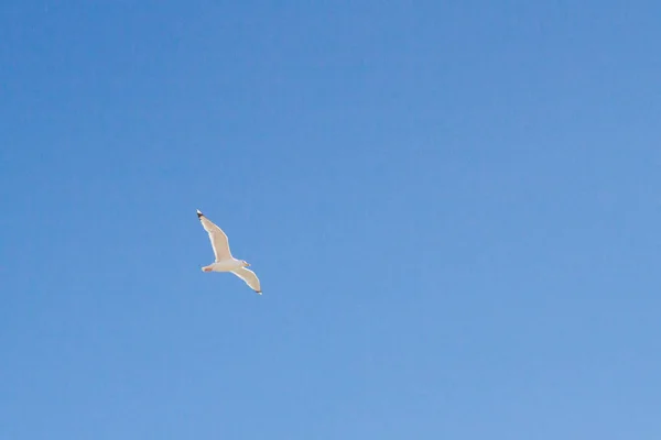 Albatross Ptak Pływa Się Błękitne Niebo — Zdjęcie stockowe