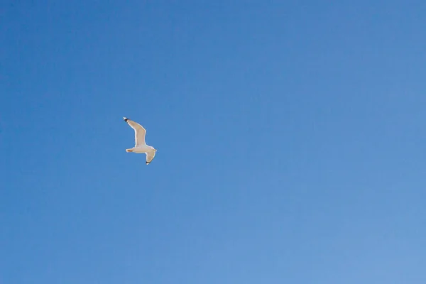 Bird Albatross Vola Nel Cielo Blu — Foto Stock