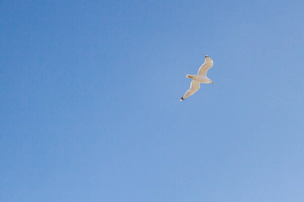 Bird Albatross is flying in the blue sky