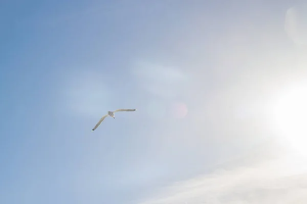 Albatross Bird Flying Blue Sky White Clouds Sun View — Stock Photo, Image