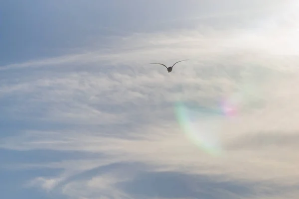 Albatroz Pássaro Voando Céu Azul Com Nuvens Brancas Vista Sol — Fotografia de Stock