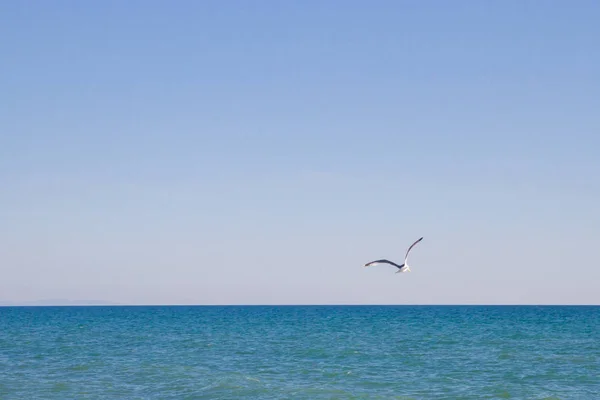 Albatroz Pássaro Voando Céu Azul Sobre Mar — Fotografia de Stock