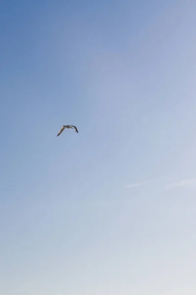 Fågel Albatross Flyger Den Blå Himlen — Stockfoto