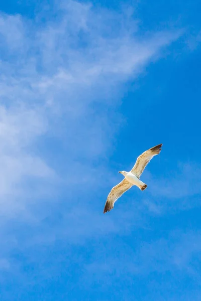 Kuş Albatros beyaz bulutlar ile mavi gökyüzünde uçuyor