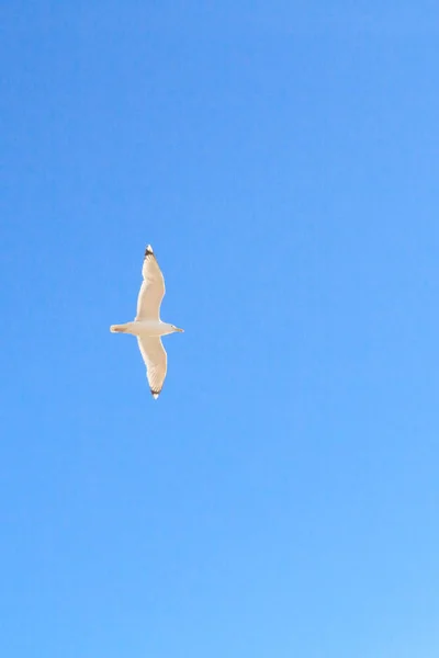 青い空に飛んでいる鳥アルバトロス — ストック写真