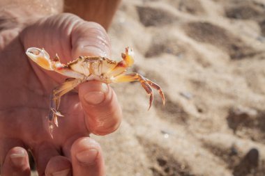 Kumlu plaj arka plan üzerinde bir adamın elinde canlı yengeç