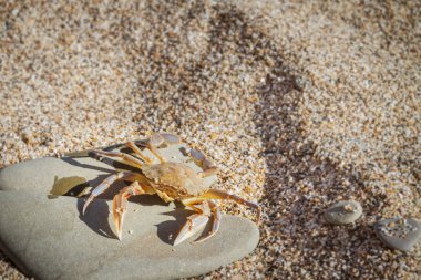 Düz bir taş sahilde oturup yengeç yaşamak