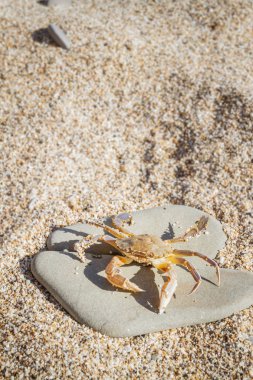 Düz bir taş sahilde oturup yengeç yaşamak