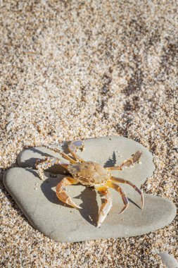 Düz bir taş sahilde oturup yengeç yaşamak