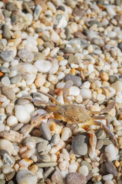 Yaz aylarında sahilde küçük taşlar oturan yengeç yaşamak