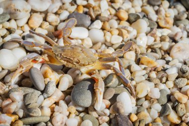Yaz aylarında sahilde küçük taşlar oturan yengeç yaşamak