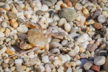 Yaz aylarında sahilde küçük taşlar oturan yengeç yaşamak