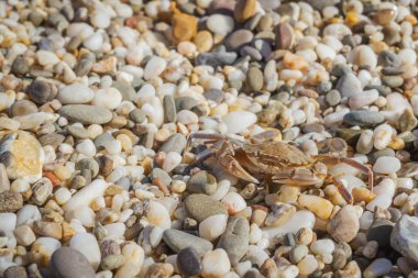 Yaz aylarında sahilde küçük taşlar oturan yengeç yaşamak