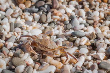Yaz aylarında sahilde küçük taşlar oturan yengeç yaşamak