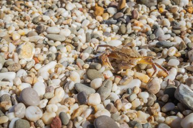 Yaz aylarında sahilde küçük taşlar oturan yengeç yaşamak