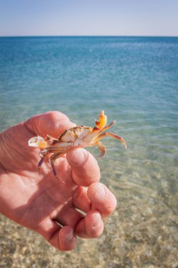 Yengeç deniz arka plan üzerinde bir adamın elini yaşamak