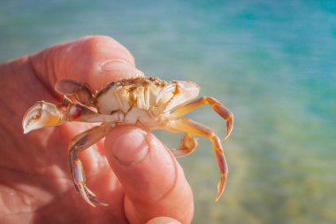 Yengeç deniz arka plan üzerinde bir adamın elini yaşamak