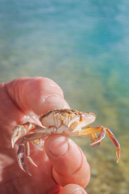 Yengeç deniz arka plan üzerinde bir adamın elini yaşamak