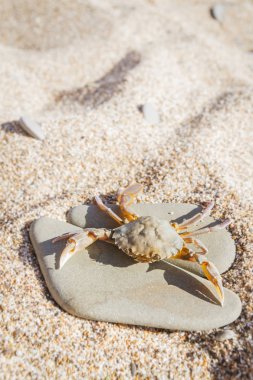 Düz bir taş sahilde oturup yengeç yaşamak