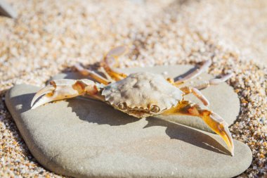 Düz bir taş sahilde oturup yengeç yaşamak