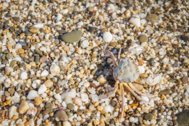 Yaz aylarında sahilde küçük taşlar oturan yengeç yaşamak