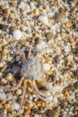 Yaz aylarında sahilde küçük taşlar oturan yengeç yaşamak
