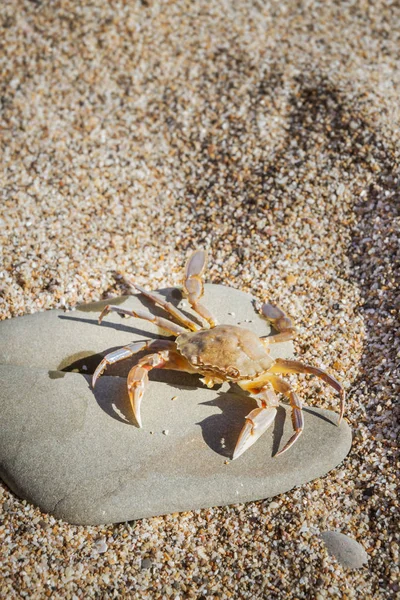 Düz bir taş sahilde oturup yengeç yaşamak