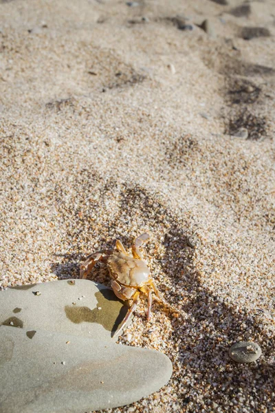 活蟹坐在沙滩上平坦的石头上 — 图库照片