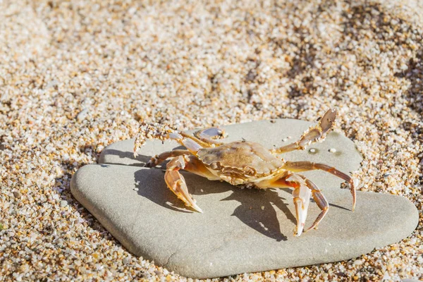 Düz bir taş sahilde oturup yengeç yaşamak