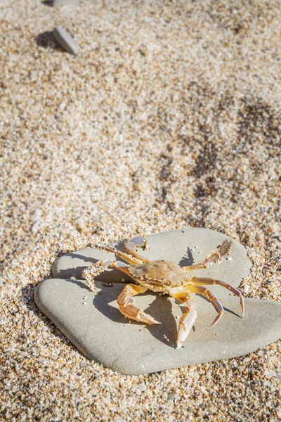 Düz bir taş sahilde oturup yengeç yaşamak