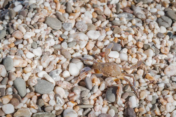 Yaz aylarında sahilde küçük taşlar oturan yengeç yaşamak