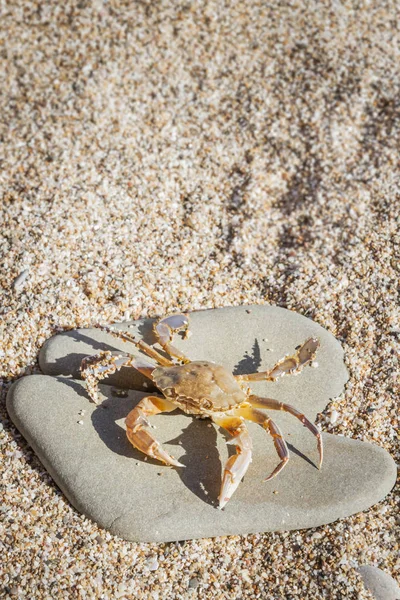 Düz bir taş sahilde oturup yengeç yaşamak