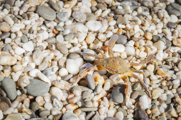 Живой краб, сидящий на маленьких камнях на пляже летом
