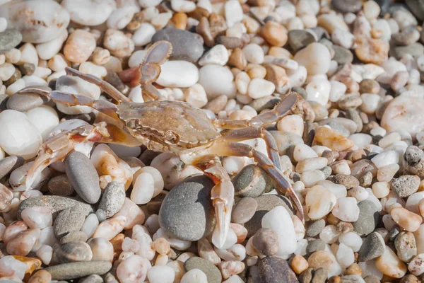 Yaz aylarında sahilde küçük taşlar oturan yengeç yaşamak