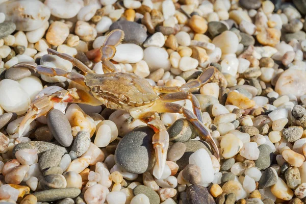 Yaz aylarında sahilde küçük taşlar oturan yengeç yaşamak