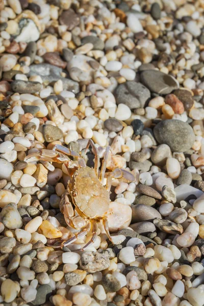 Yaz aylarında sahilde küçük taşlar oturan yengeç yaşamak