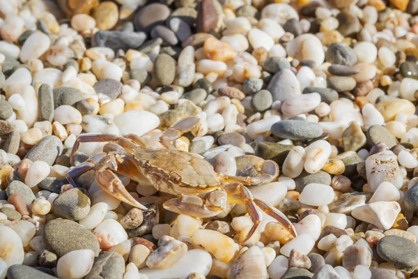 Yaz aylarında sahilde küçük taşlar oturan yengeç yaşamak