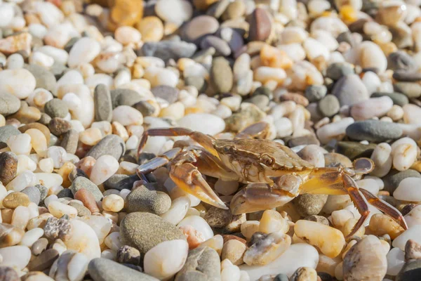 Yaz aylarında sahilde küçük taşlar oturan yengeç yaşamak