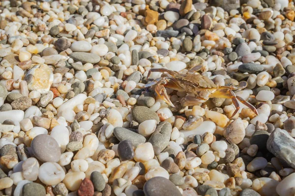 Yaz aylarında sahilde küçük taşlar oturan yengeç yaşamak