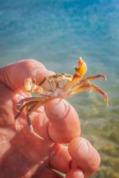 カニが住む海の背景に男の手 — ストック写真