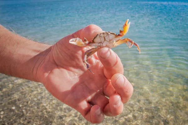 Yengeç deniz arka plan üzerinde bir adamın elini yaşamak