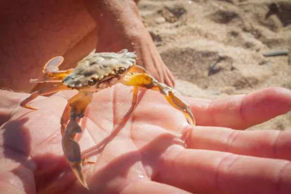 Kumlu plaj arka plan üzerinde bir adamın elinde canlı yengeç