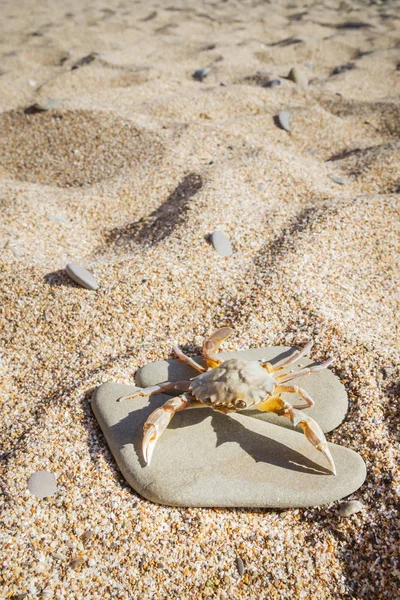 Düz bir taş sahilde oturup yengeç yaşamak