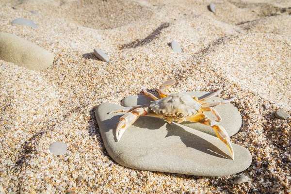 Düz bir taş sahilde oturup yengeç yaşamak