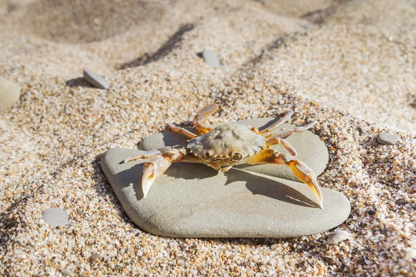 Düz bir taş sahilde oturup yengeç yaşamak