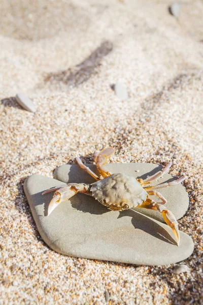 Düz bir taş sahilde oturup yengeç yaşamak
