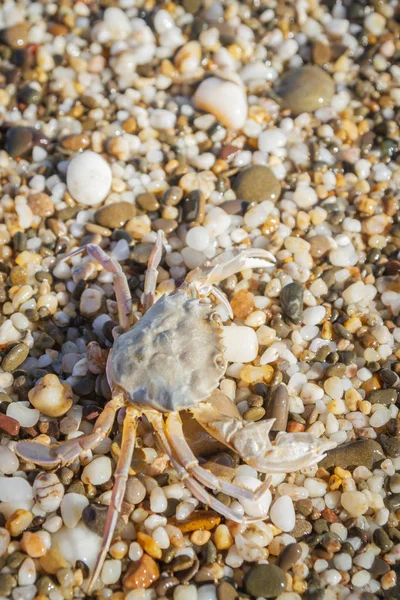 Yaz aylarında sahilde küçük taşlar oturan yengeç yaşamak