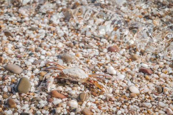 Denizde küçük taşlar üzerinde oturan canlı yengeç