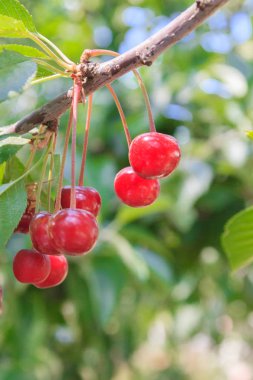 Olgun kiraz yaz aylarında bir ağaç dalına asılı Berry