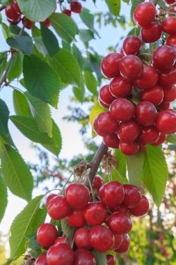 Olgun kiraz yaz aylarında bir ağaç dalına asılı Berry